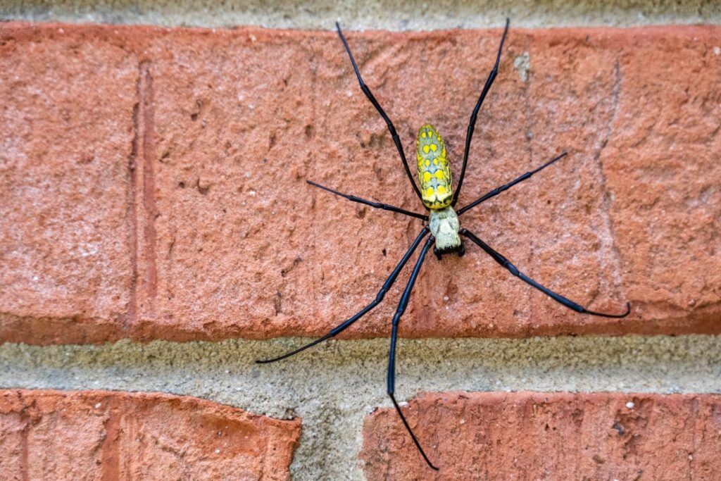 Trichonephila clavata