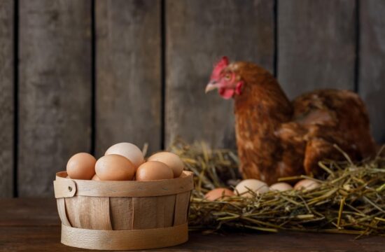 Med sprehodom našla jajce in ga dala v kokošje gnezdo: tega ni pričakovala