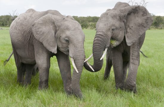 sloni