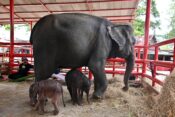 Redka slonja dvojčka na Tajskem