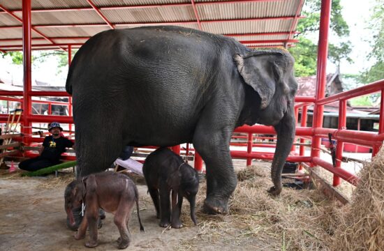 Redka slonja dvojčka na Tajskem