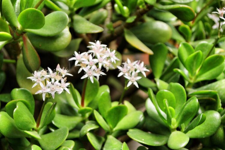 Crassula ovata