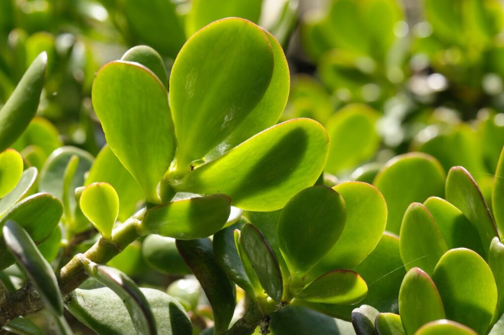 Crassula ovata