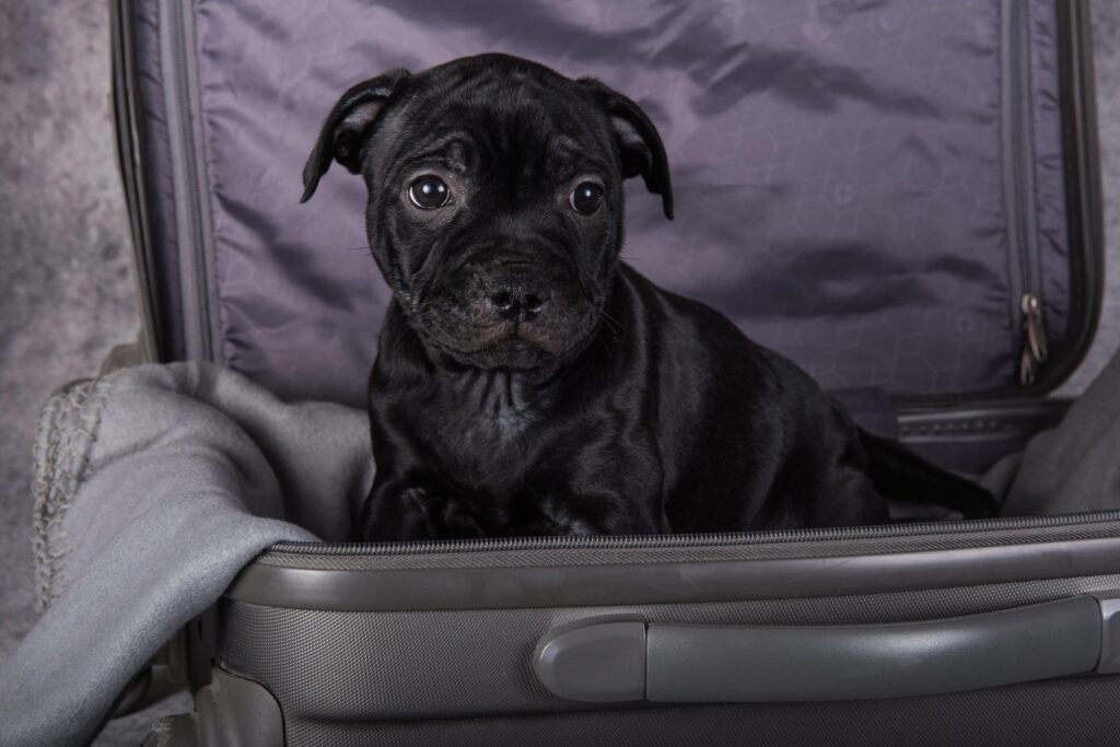 Staffordshirski Bull Terrier dog puppy is in a suitcas on gray background