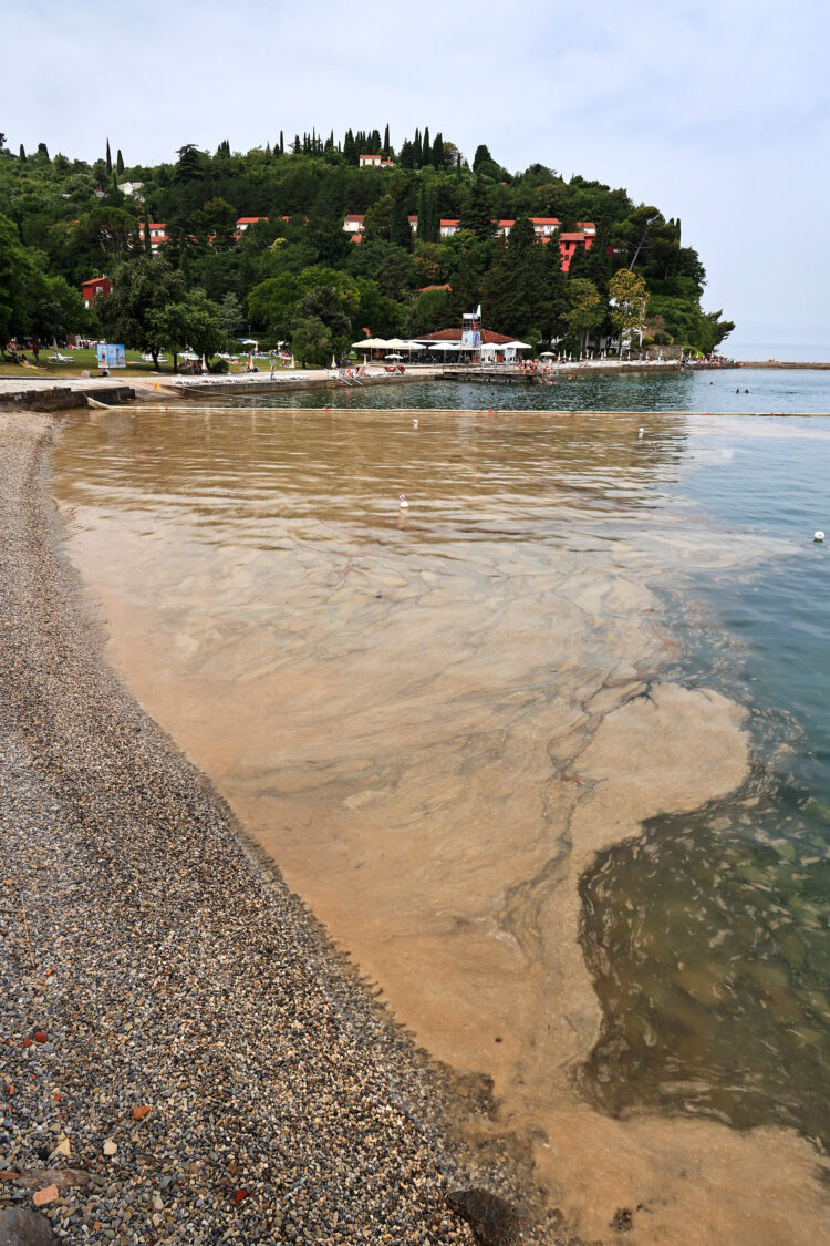 Sluz na gladini slovenskega morja