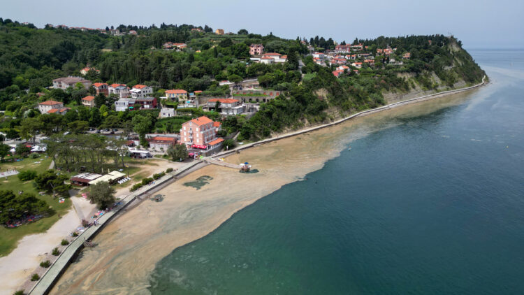 Sluz na gladini slovenskega morja