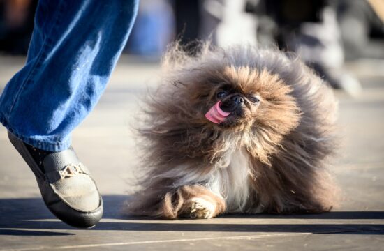 Na tekmovanju za najgršega psa na svetu zmagal pekinžan Wild Thang