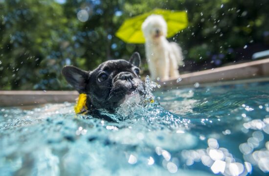 pes v bazenu
