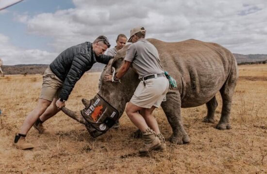 nosorogi, Južna Afrika, zaščita, rezervat, Waterberg
