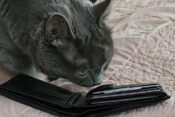 mačka, denarnica, TikTok