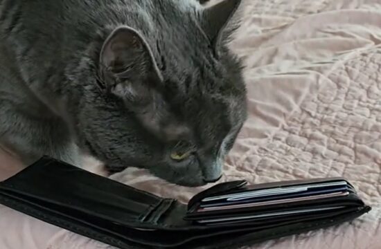 mačka, denarnica, TikTok