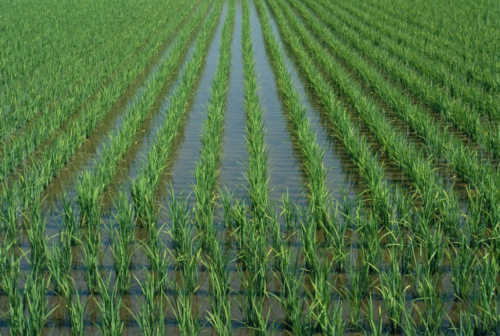 Polje riža na Japonskem 