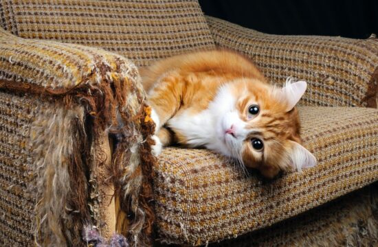 mačka in razpraskan kavč