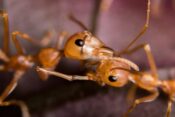 mravlji, mravlja, mravlje