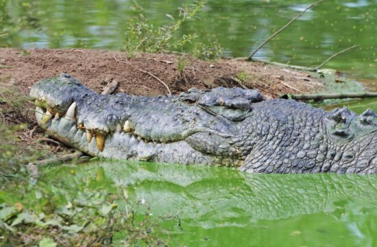 Krokodil v Severnem teritoriju