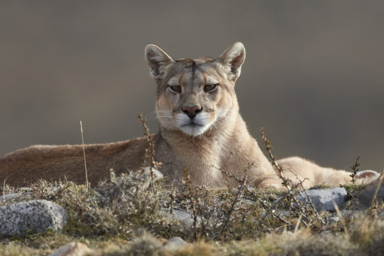 puma, kugiar, Južna Amerika, Čile, Patagonija