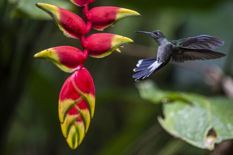 kolibri, amazonski pragozd, Peru, Južna Amerika