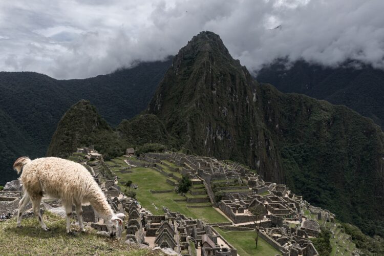 lama, Andi, Machu Pichu, živali