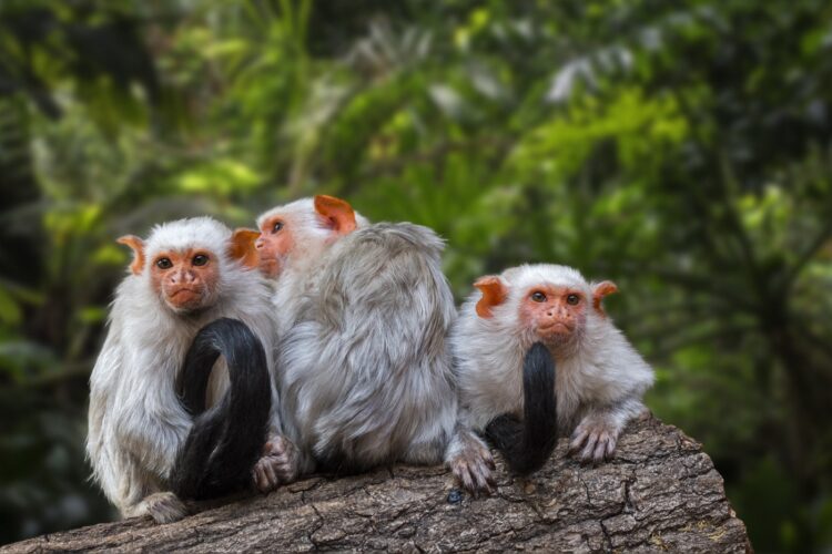 srebrne marmožetke, opice, Amazonija, amazonski pragozd, živali