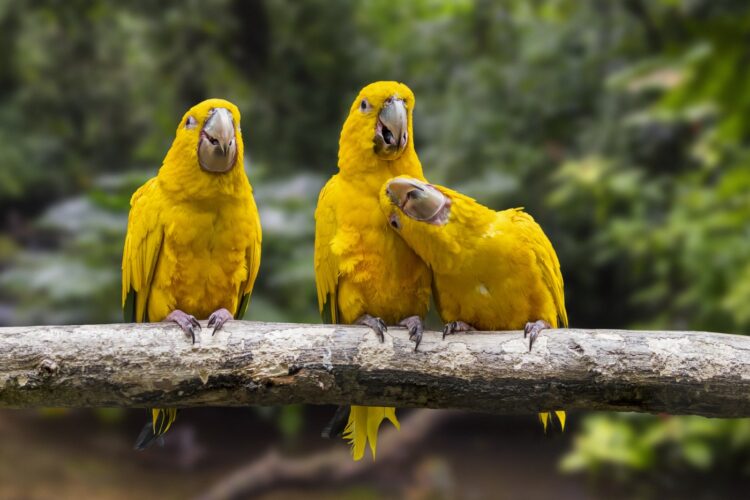 zlati paraketi, Amazonija, amazonski pragozd, živali