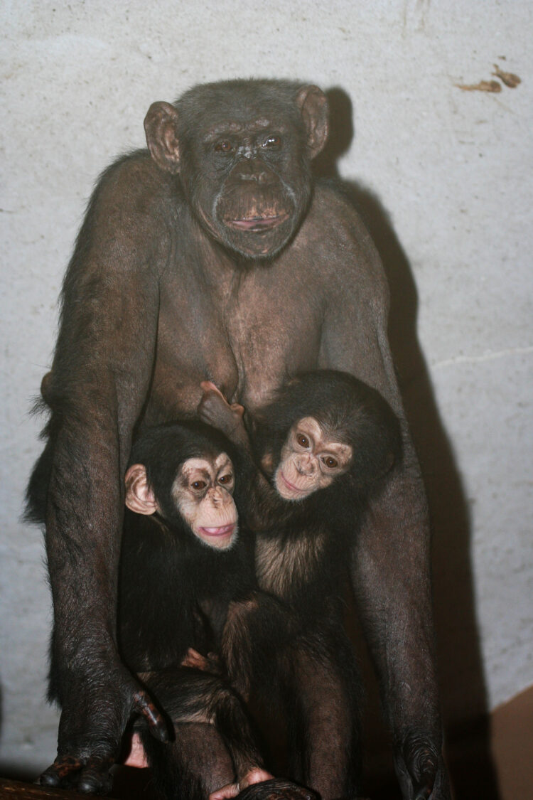 Šimpanzinja, Mojca ZOO, Ljubljana, živalski vrt