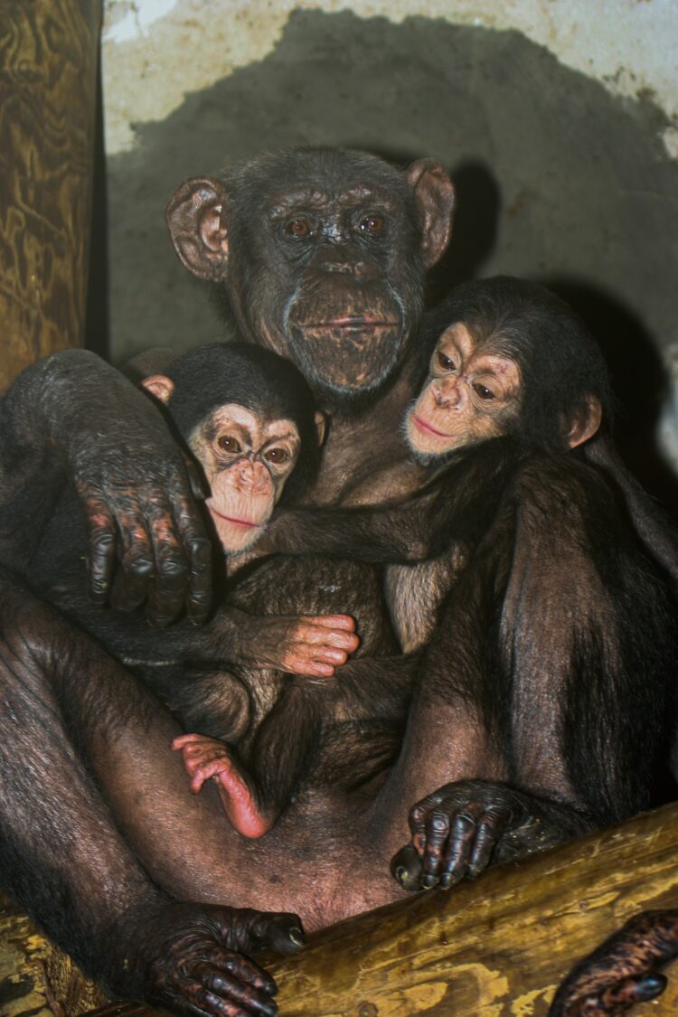 Šimpanzinja, Mojca ZOO, Ljubljana, živalski vrt