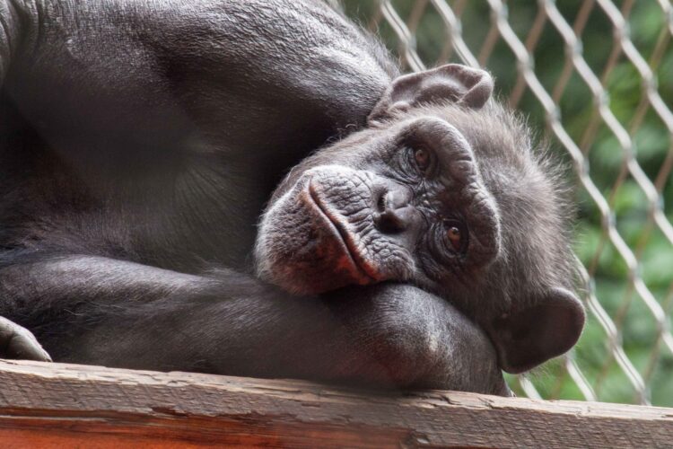 Šimpanzinja, Mojca ZOO, Ljubljana, živalski vrt