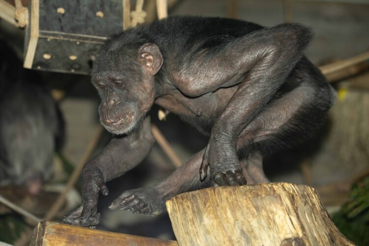 Šimpanzinja, Mojca ZOO, Ljubljana, živalski vrt