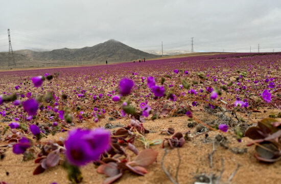 Cvetenje v puščavi Atacama