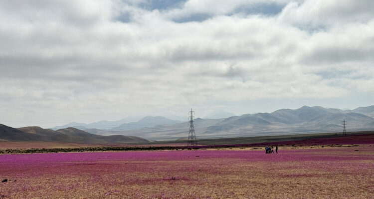 Cvetenje v puščavi Atacama