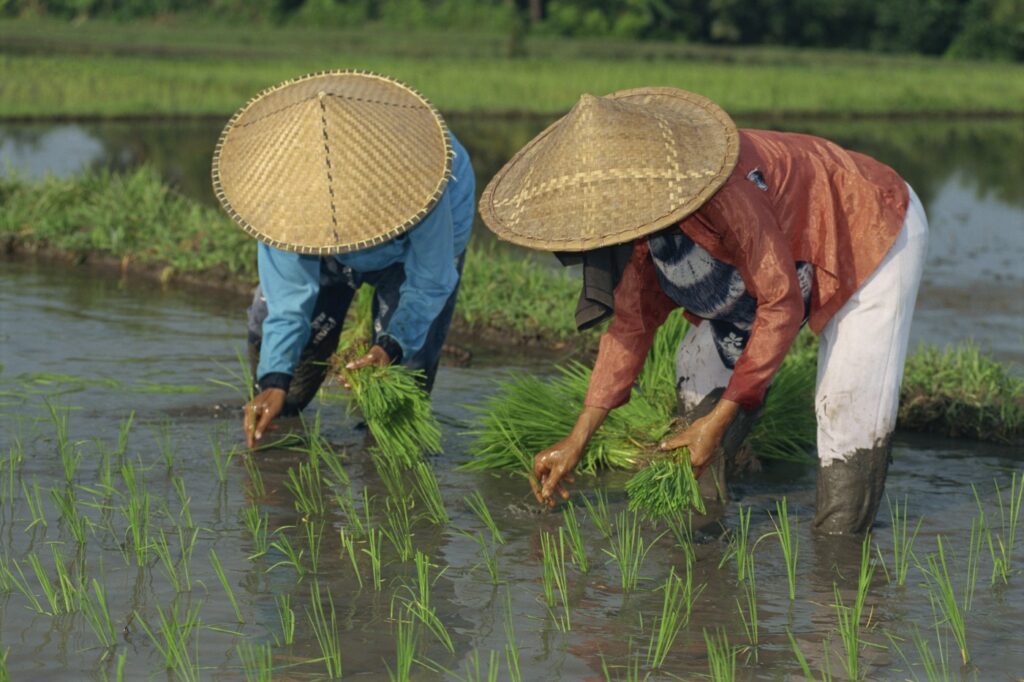 riž azija indonezija