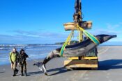 Na obalo Nove Zelandije naplavilo ostanke redkega kita