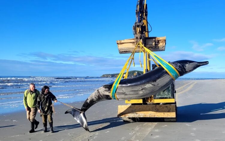 Na obalo Nove Zelandije naplavilo ostanke redkega kita