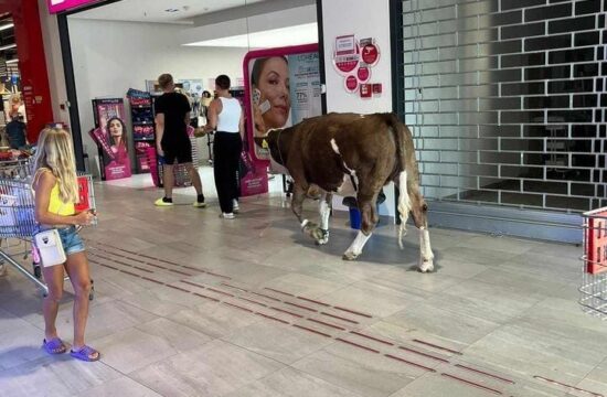 krava v trgovskem centru na krku