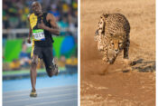 Ussain Bolt, gepard