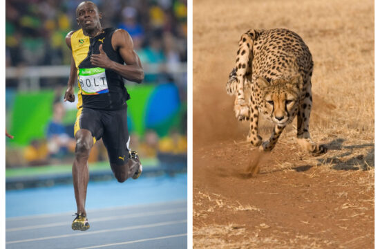 Kako bi se odrezali ljudje, če bi na olimpijskih igrah nastopile tudi živali?