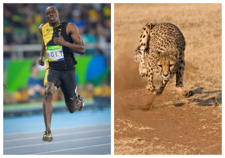 Ussain Bolt, gepard