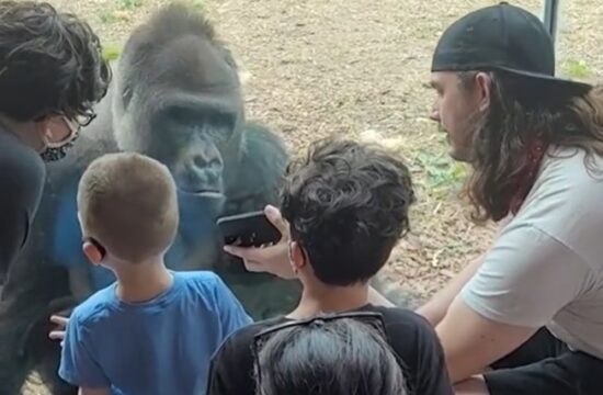 gorila, pametni telefon