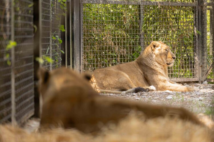 zoo Ljubljana, levinji