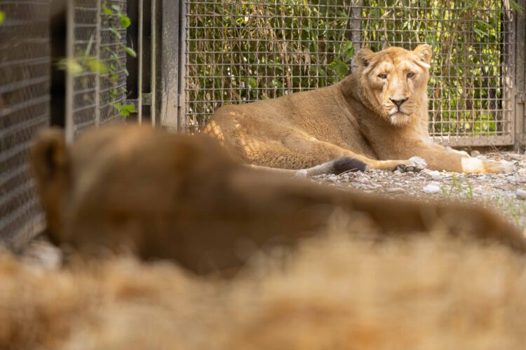 zoo Ljubljana, levinji