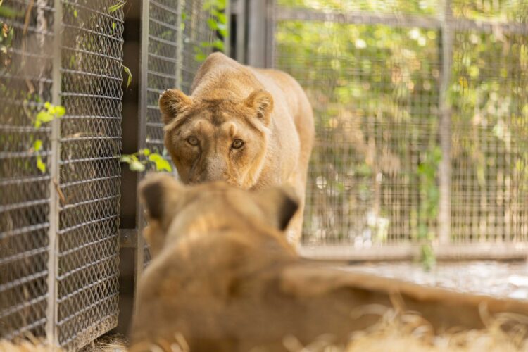 zoo Ljubljana, levinji