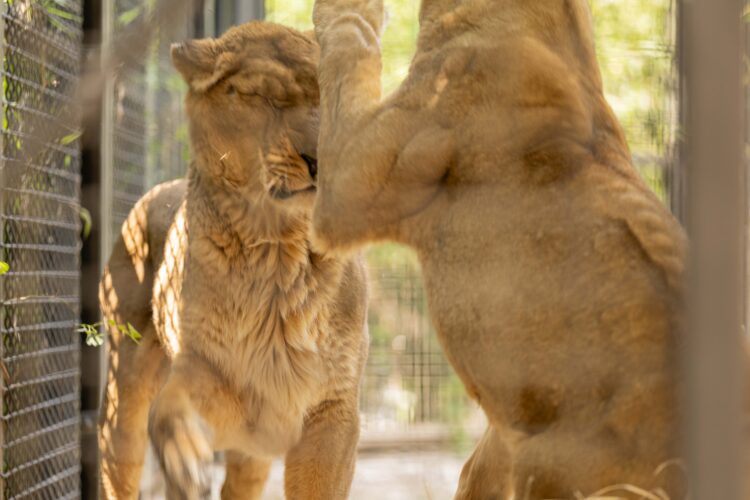 zoo Ljubljana, levinji