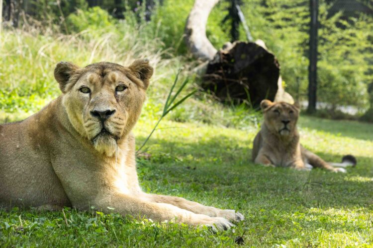 zoo Ljubljana, levinji