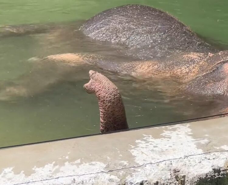 slonica Ganga, Ljubljana, Živalski vrt, ZOO