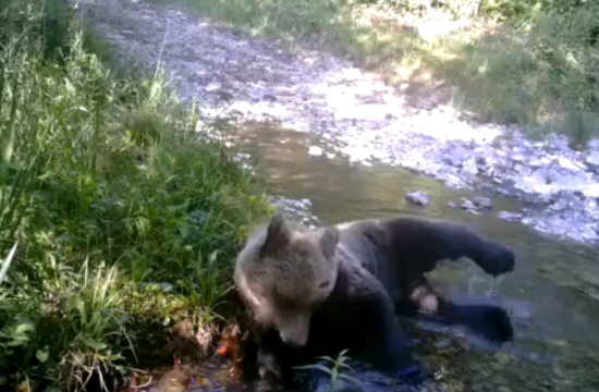 medved se kopa v potočku