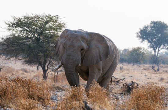 NAMIBIJA SLONI