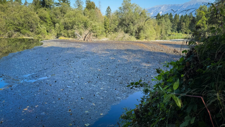 Onesnaženje na sotočju Save Bohinjke in Save Dolinke.