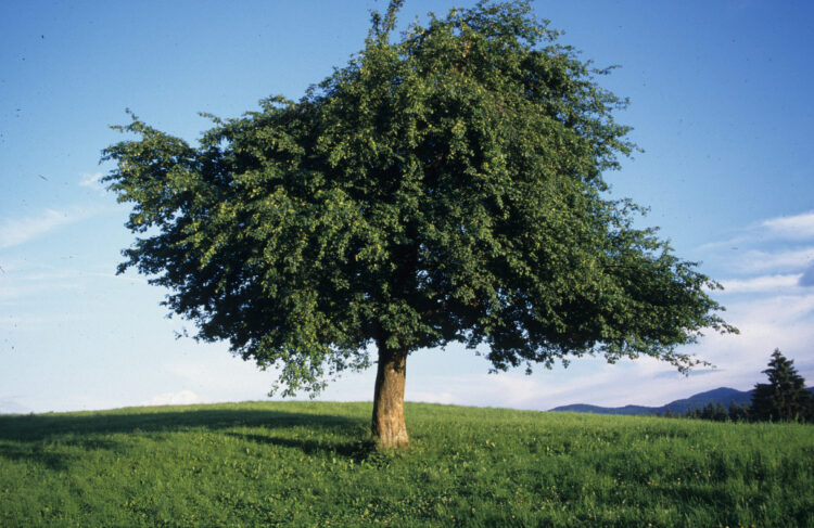 Malus sylvestris