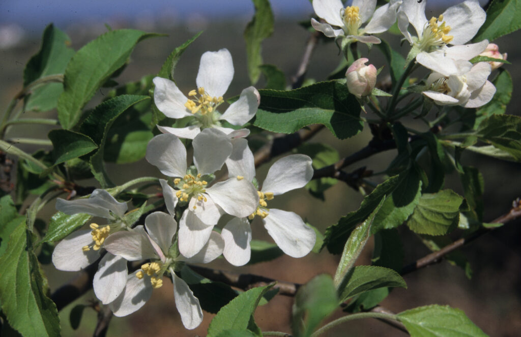 Malus sylvestris