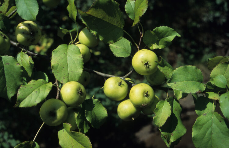 Malus sylvestris